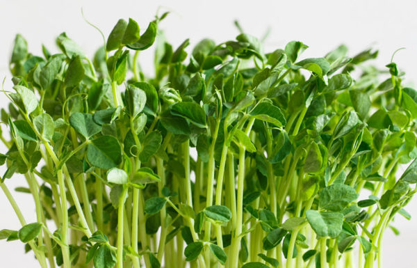 Pea Shoots