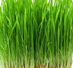 Wheat Grass