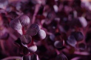 red color vegetables