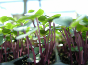 microgreens grown at home