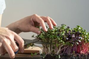 superfood microgreen